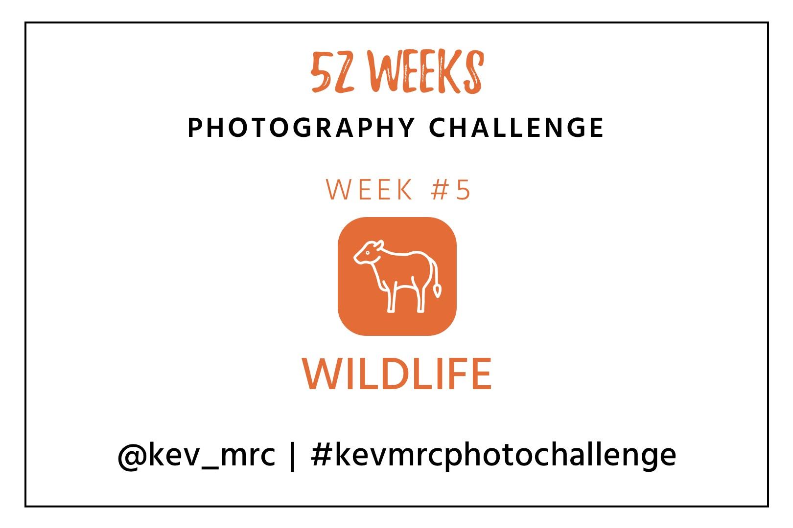 Photography Challenge – Week 5 : Wildlife