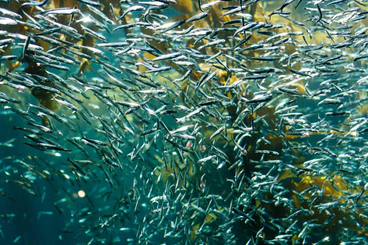 a school of sardines