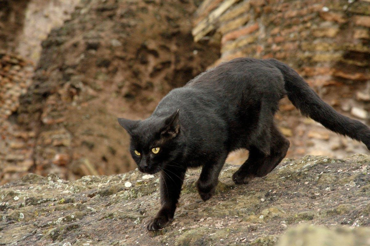 a wild cat in the colosseum rome