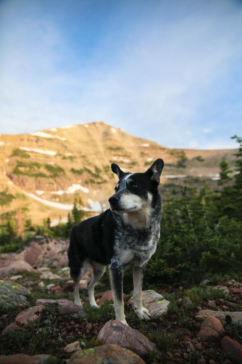 adventurous dog ready to spend the night in the backpacking dog tent