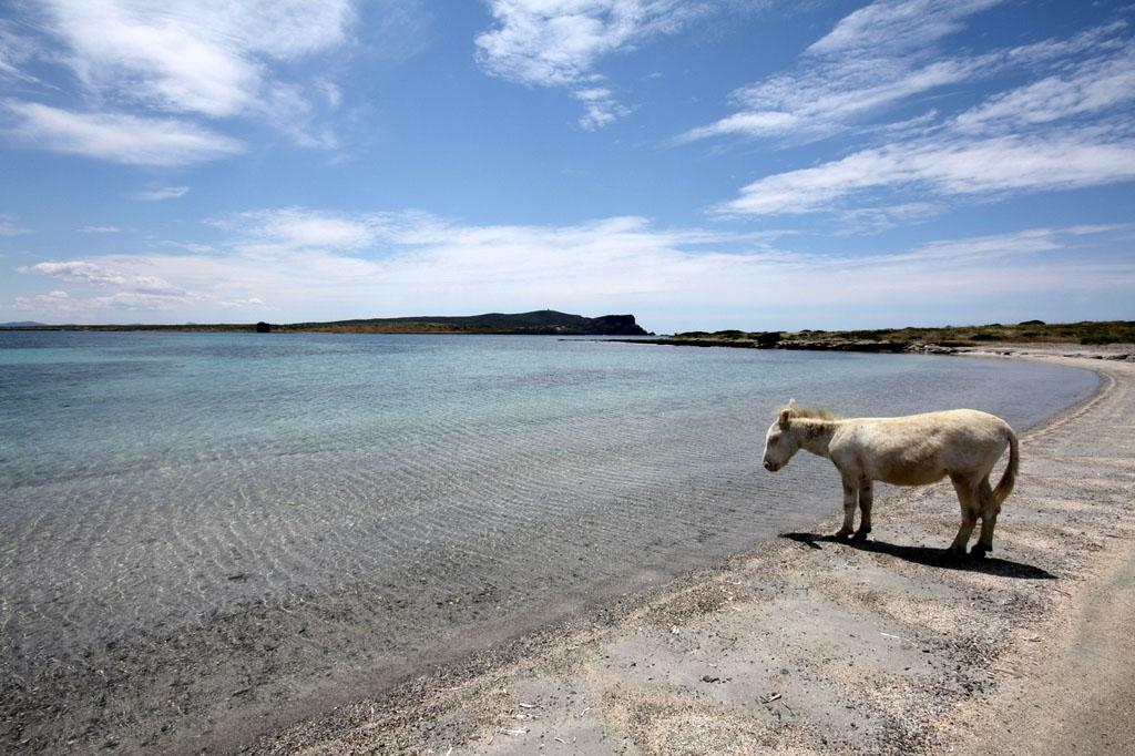 albino donkey on asinara island
