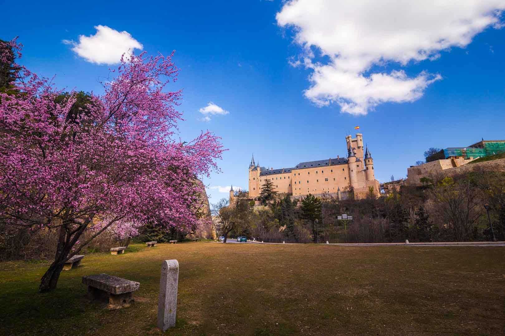 cherry blossoms in front of the alcazar de segovia