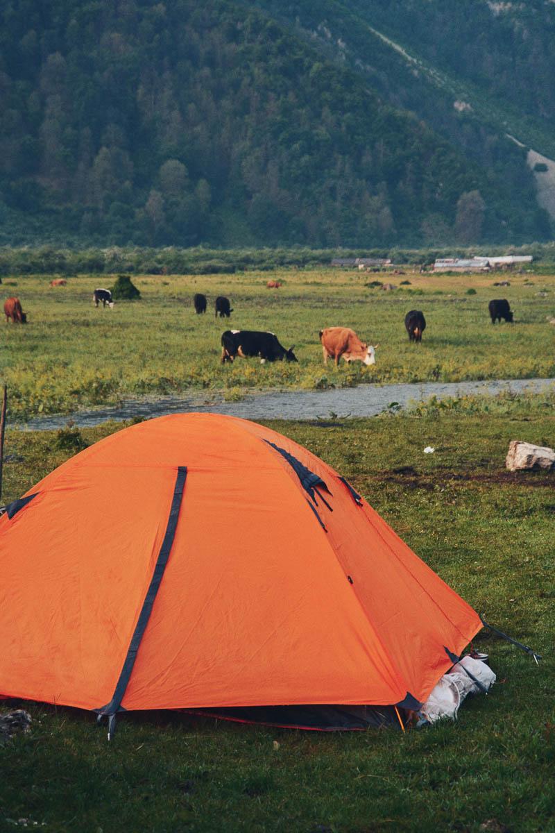 an orange double skin 4 man tent in the middle of cows