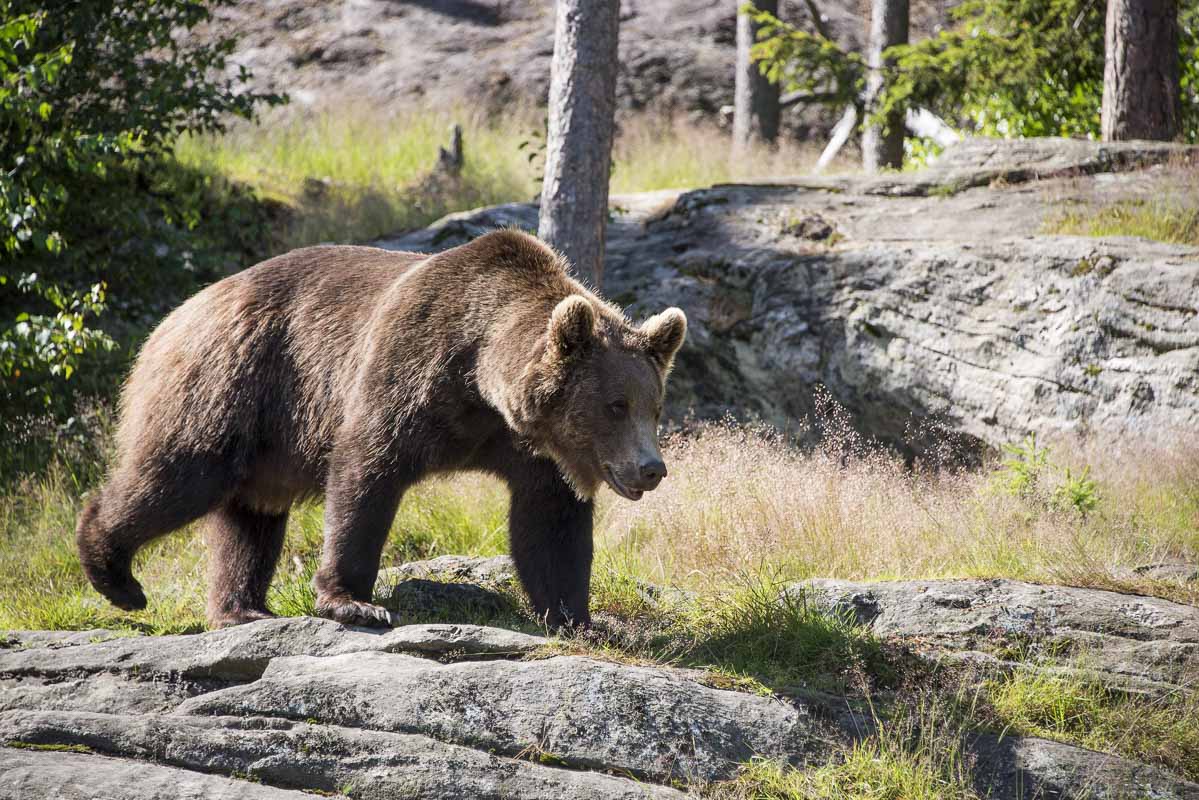 bear watching tours in somiedo natural park