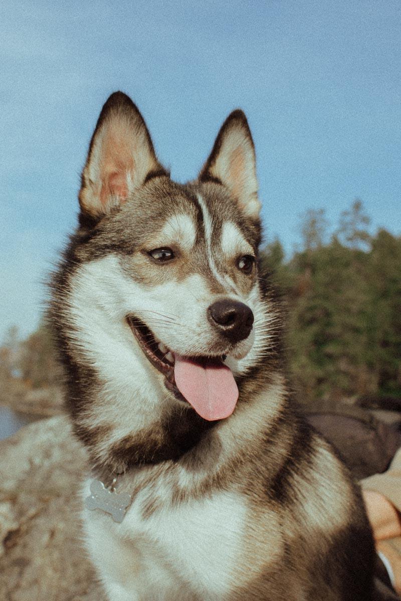 beautiful portrait of a dog happy to go inside the dog tent house