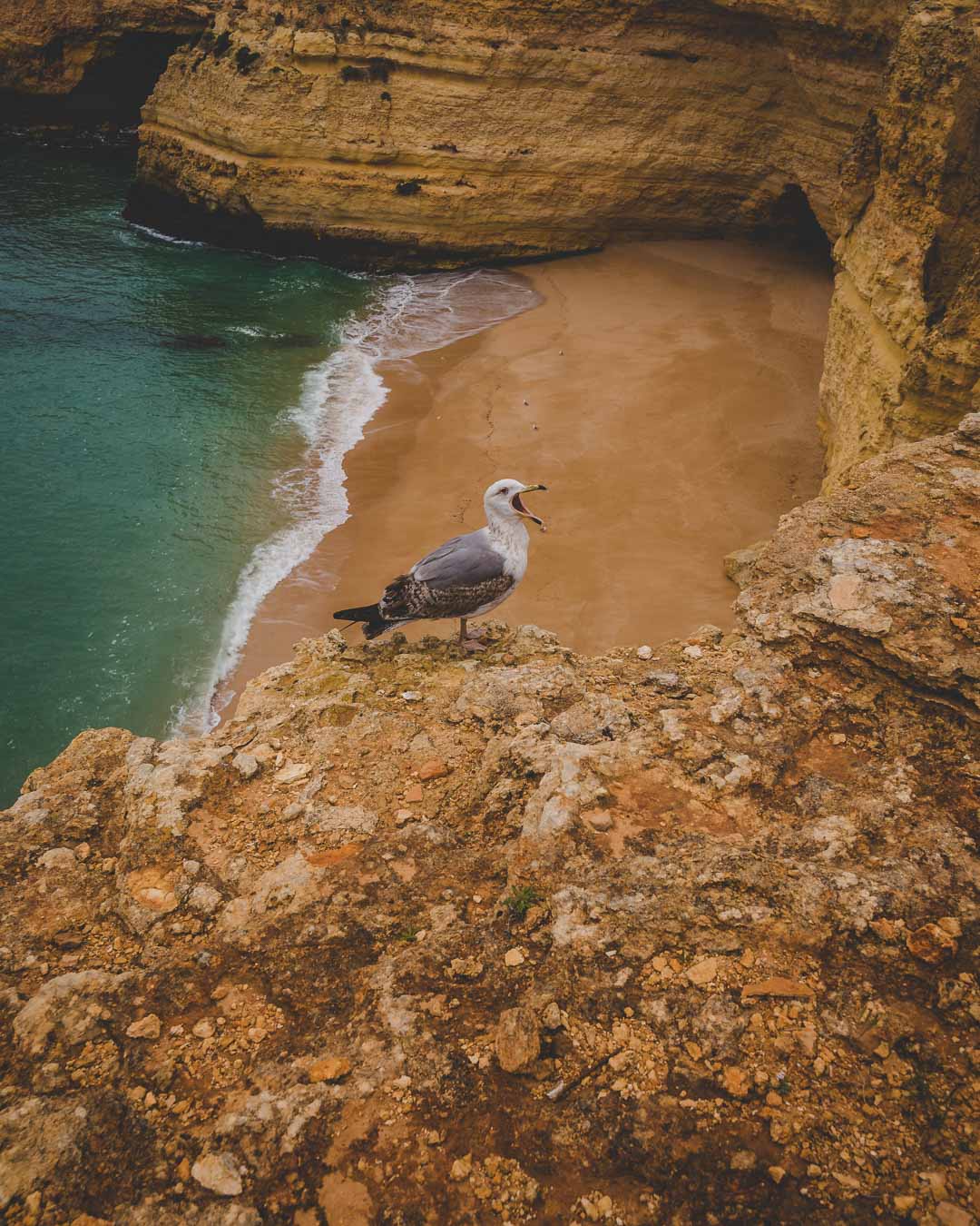 seagul in corredoura beach