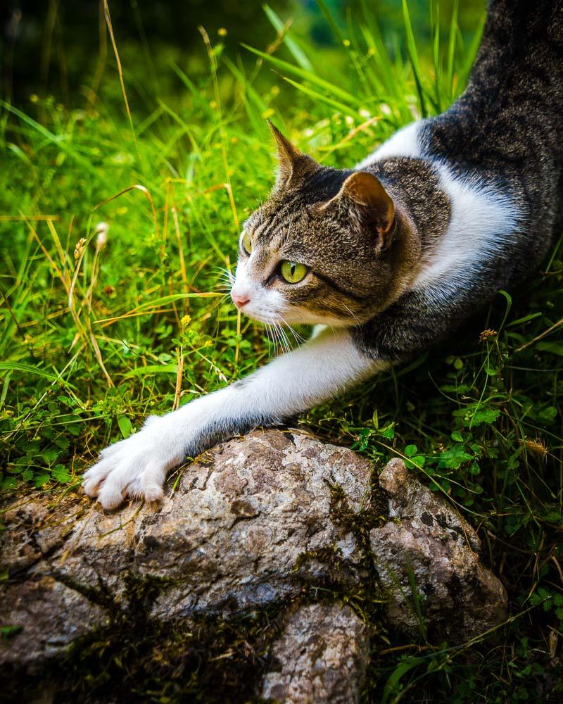 local cat in bulnes