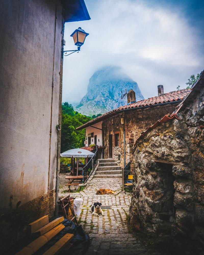 local dogs in bulnes