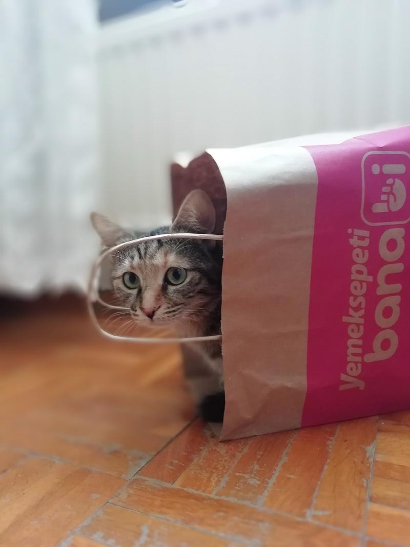 cat in a bag waiting for a better tent for cat