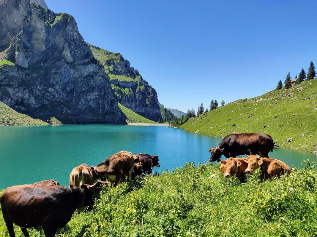cows in italy in front of a lake
