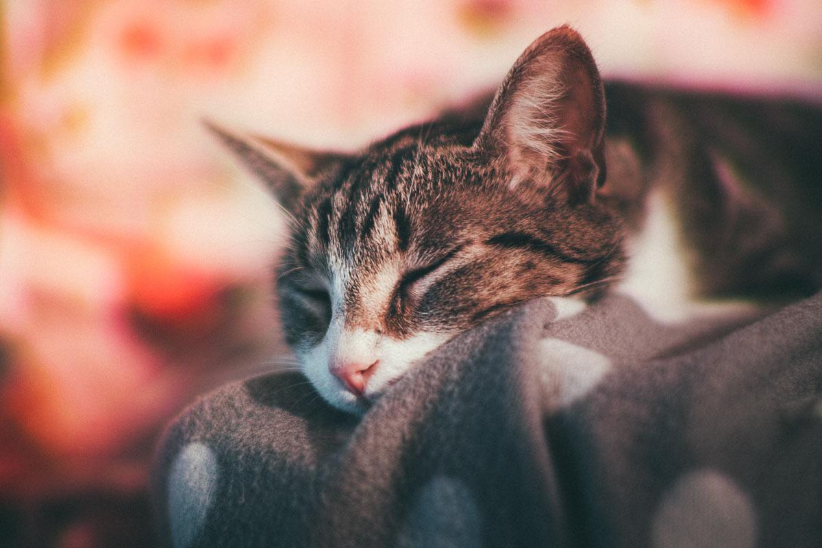 cozy cat in his kitty tent