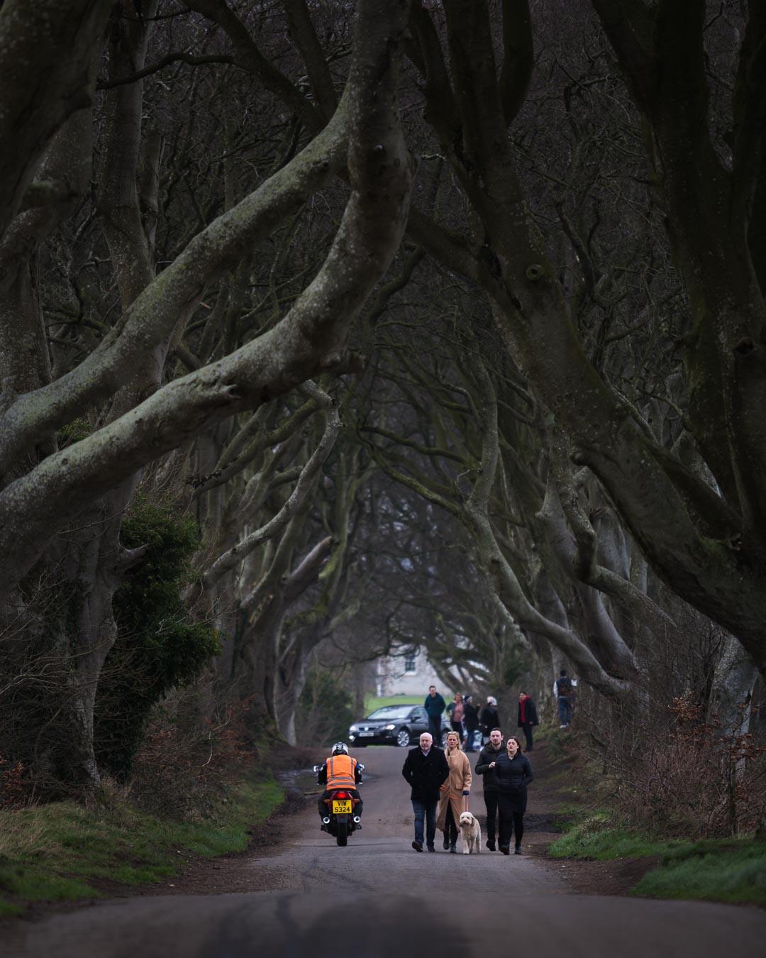 crowds in the dark hedges very popular place