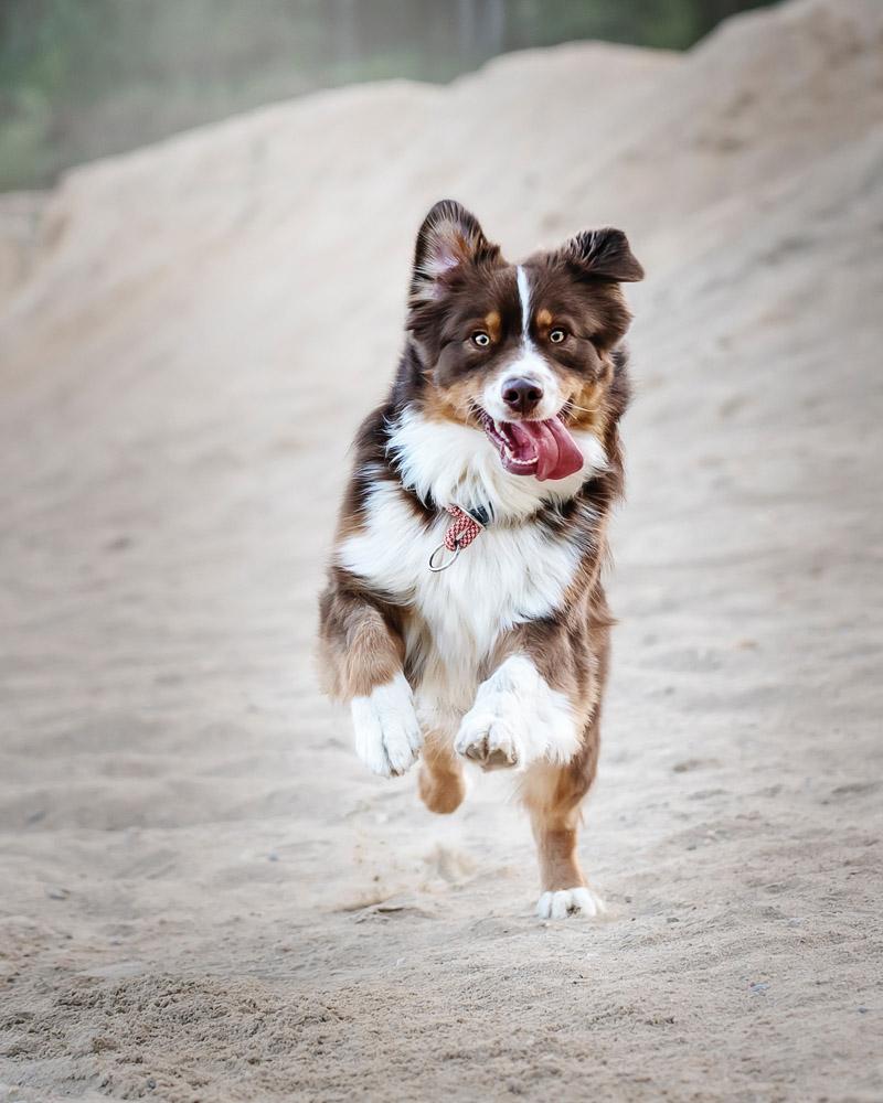 happy puppy running towards his beach tents for dogs