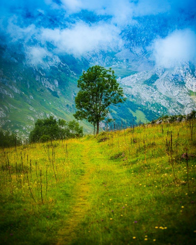 lone tree in the asturias mountains