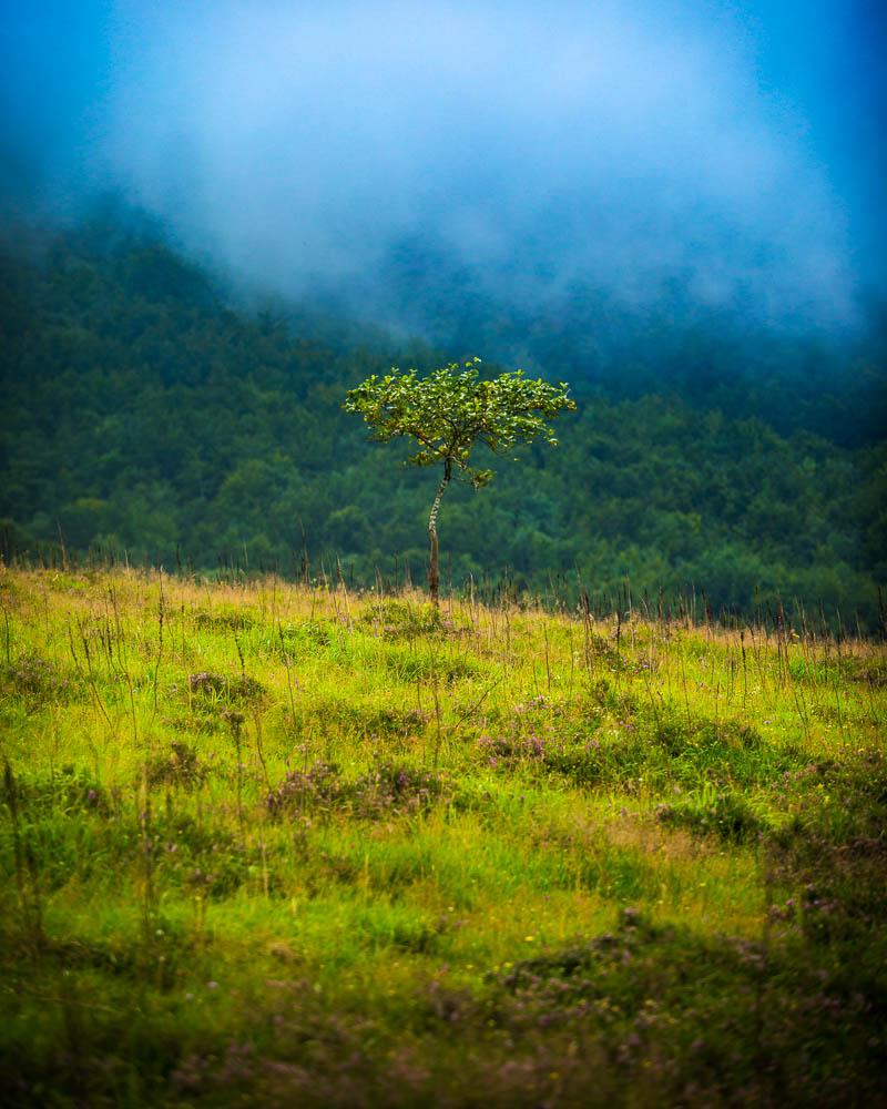 little lone tree in the asturias mountains