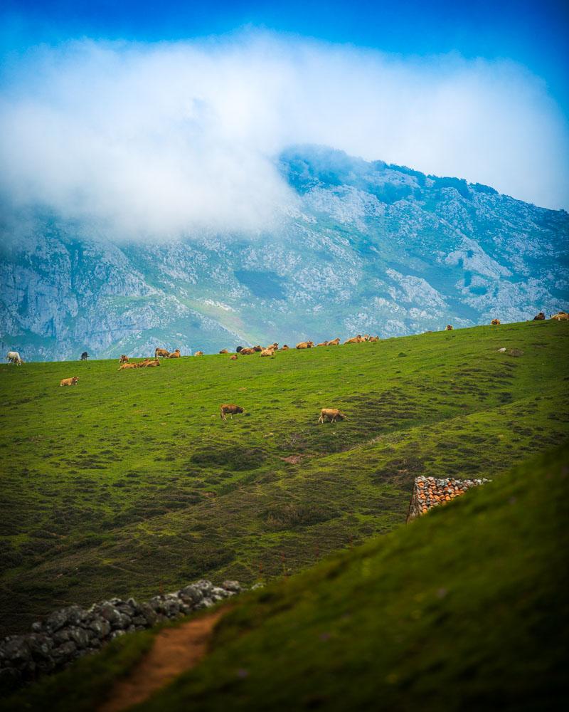 view of the cows next to the refugio de la tenerosa