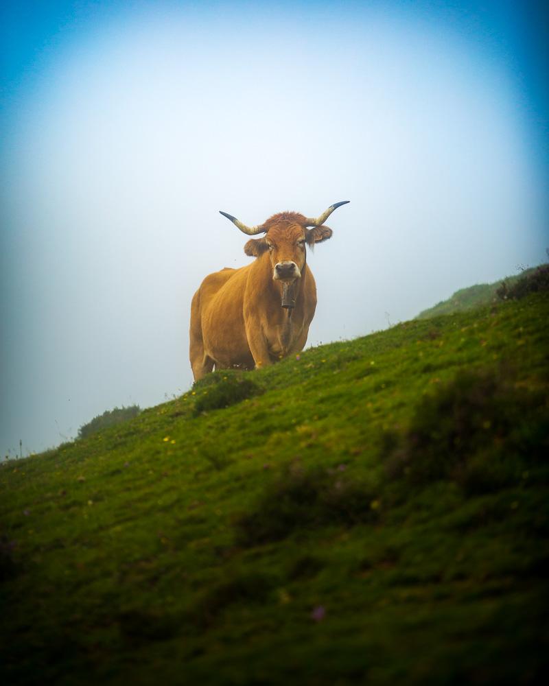 local cow in picos de europa