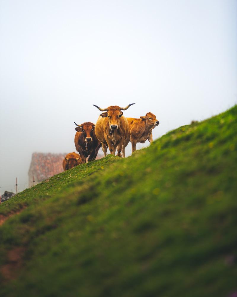 gang of cows blocking the path