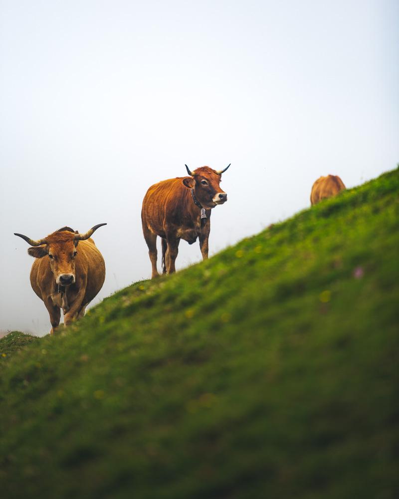 calf on the way to sotres asturias