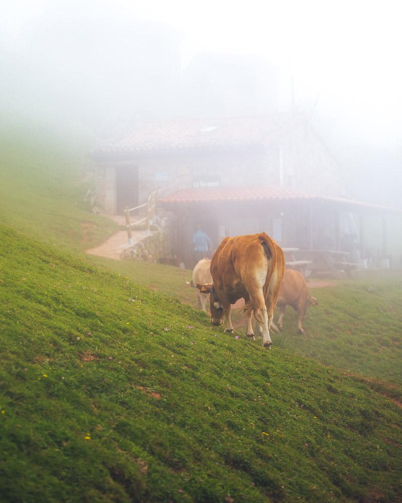 cows right next to the tenerosa refugio picos de europa