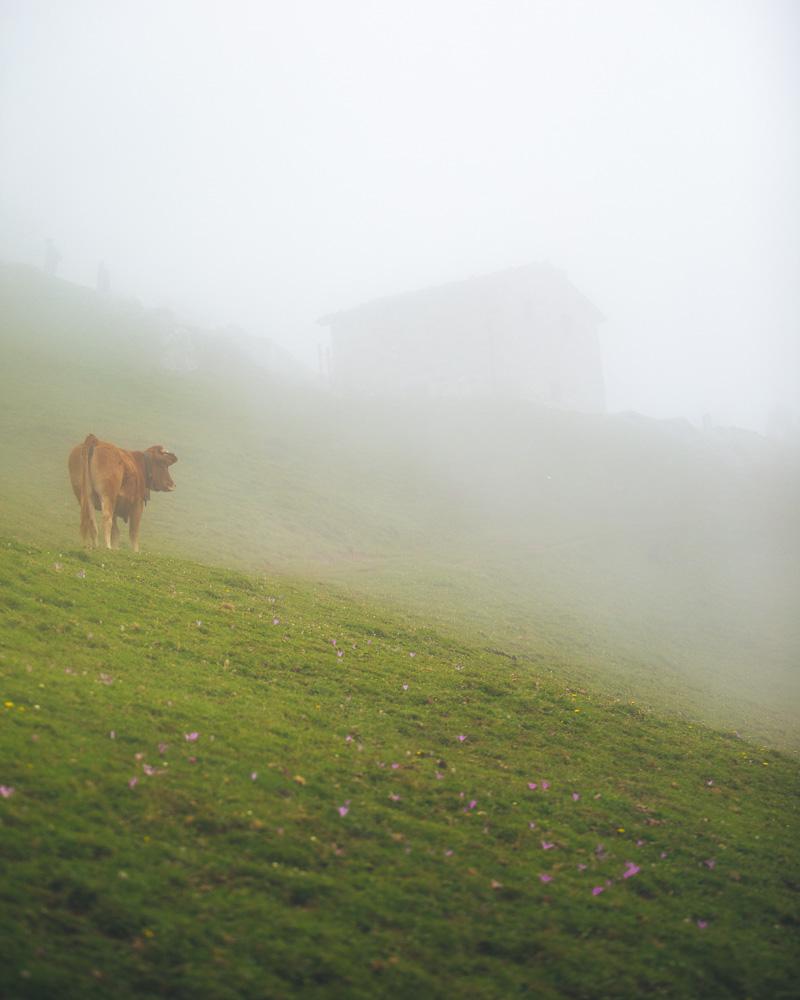 cow and refugio de la tenerosa in the fog