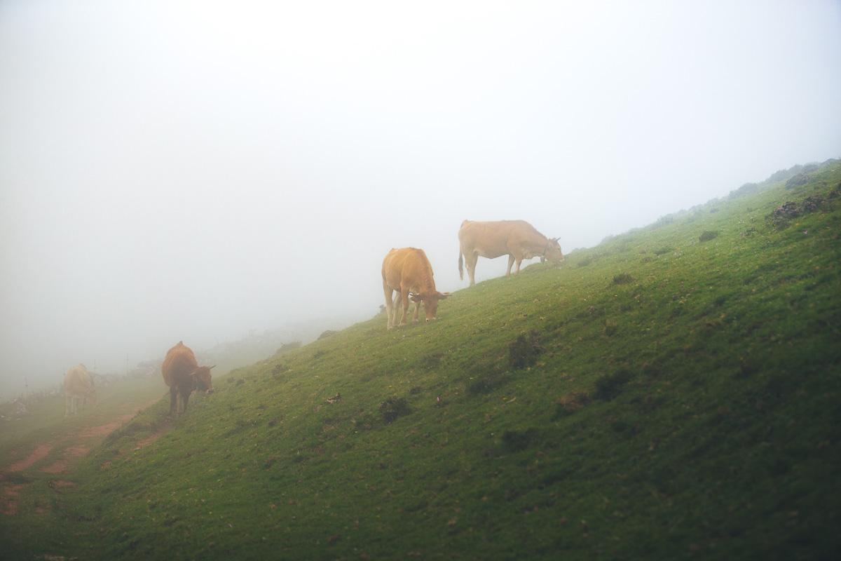 leaving the refuge and hiking in the fog with the cows