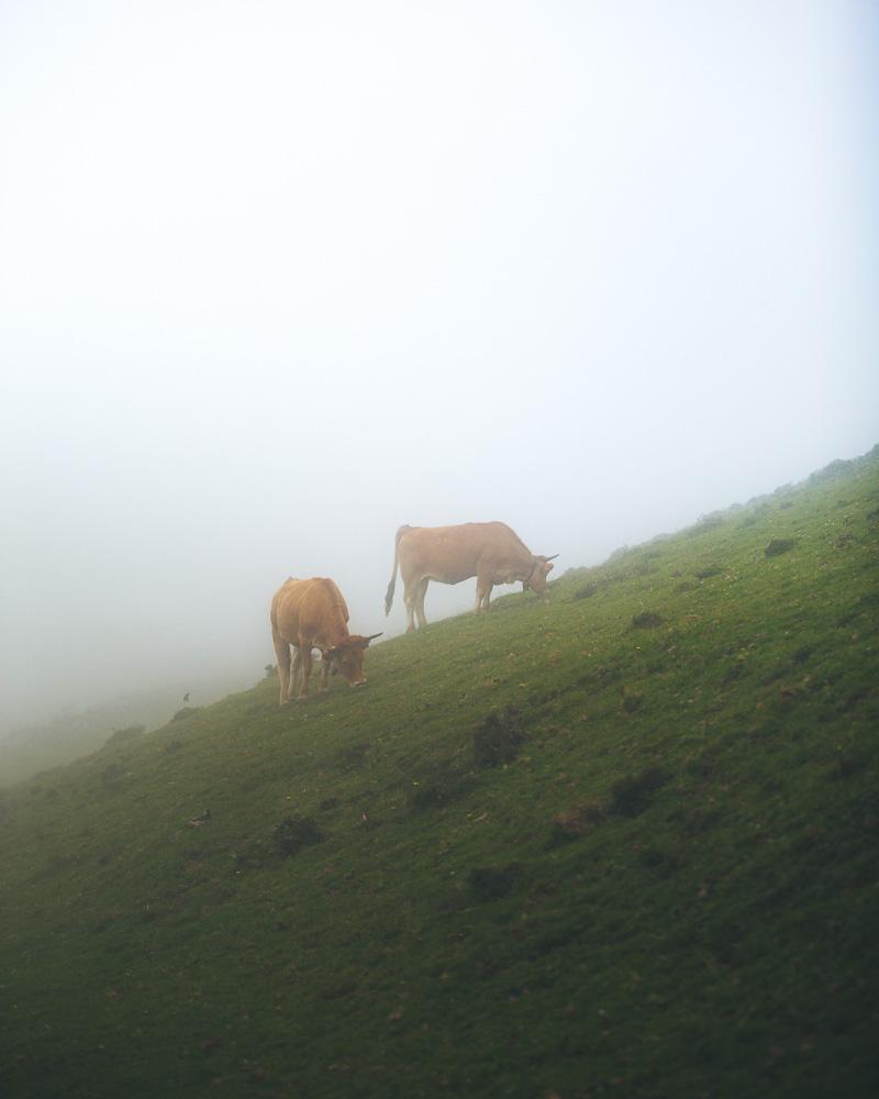 2 cows in the fog on the way to sotres picos de europa