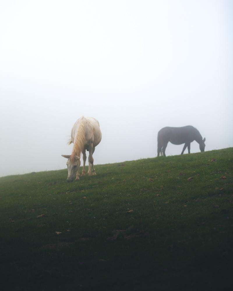 horses in the wild on the hike to sotres