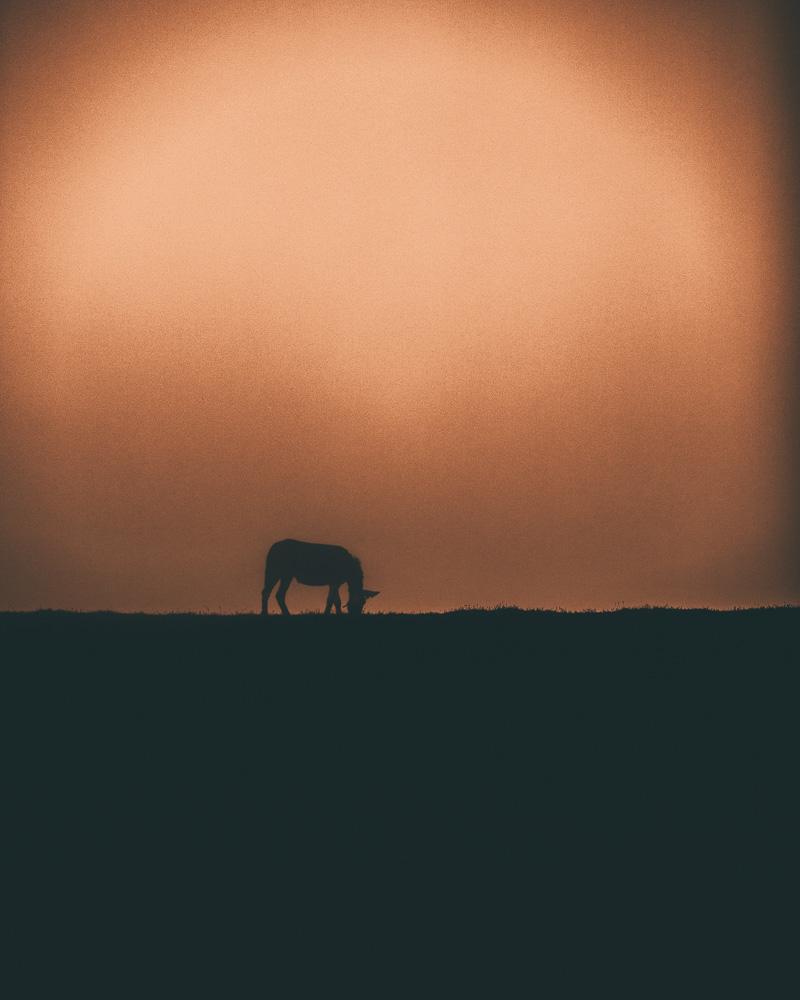 horse under the sunset in picos de europa