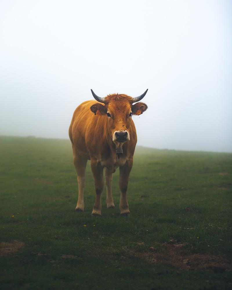 a curious cow on the hike to sotres