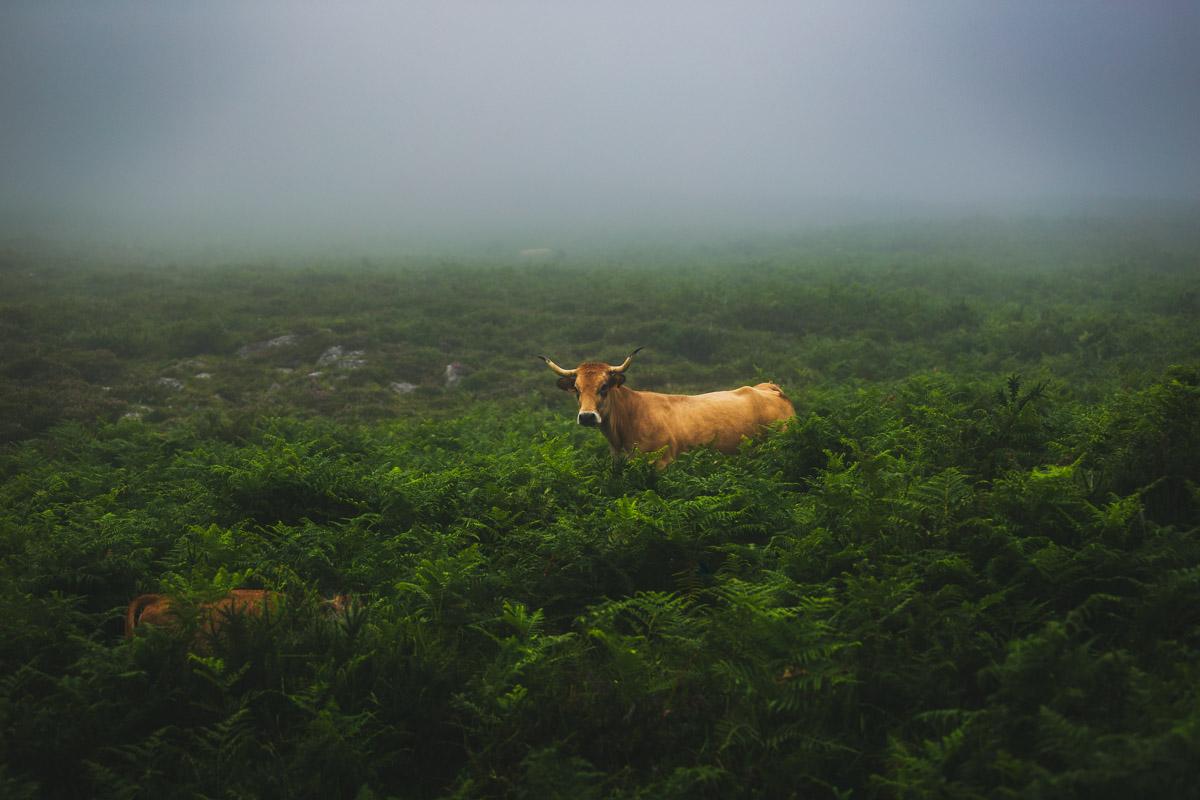 a cow and its calf in the fog
