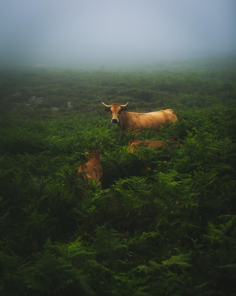 a cow and its 2 calves in the lush vegetation in the valley
