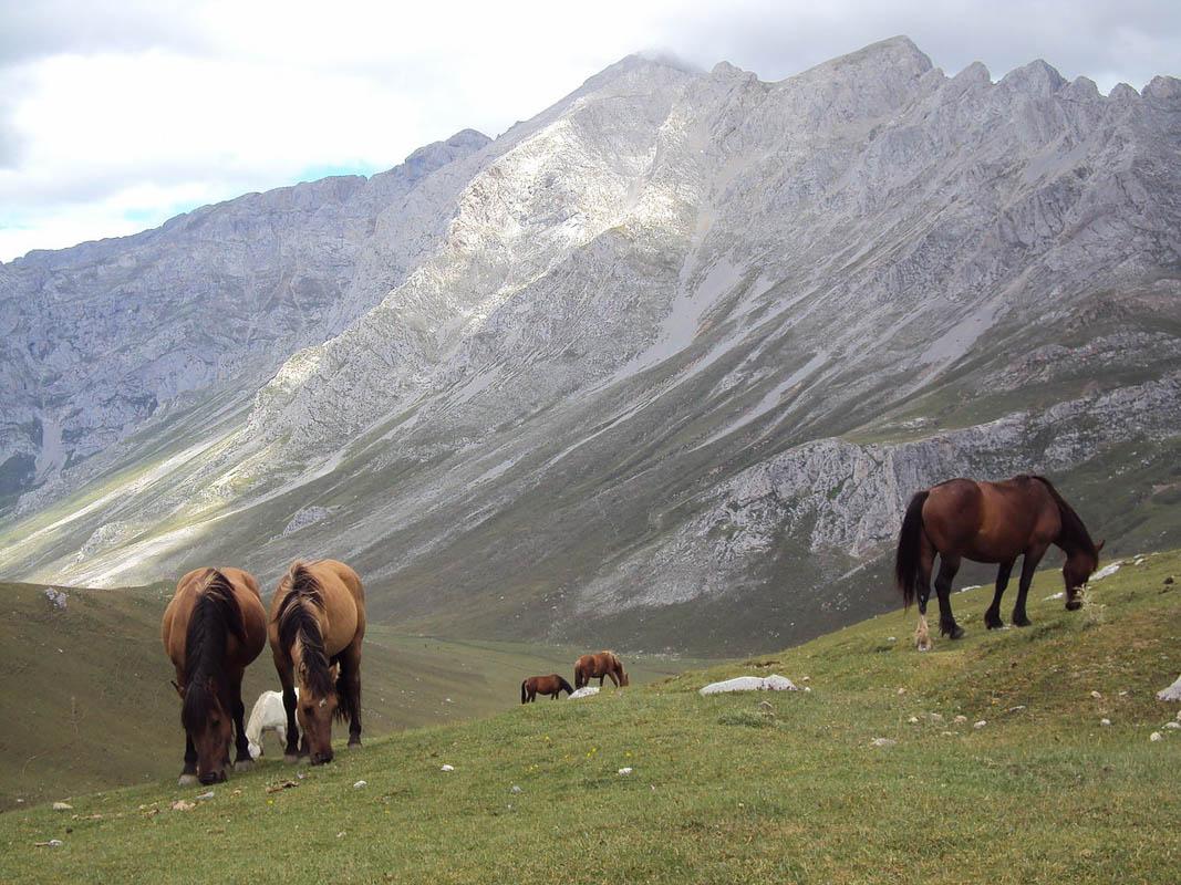 horses on the puertos de aliva hike