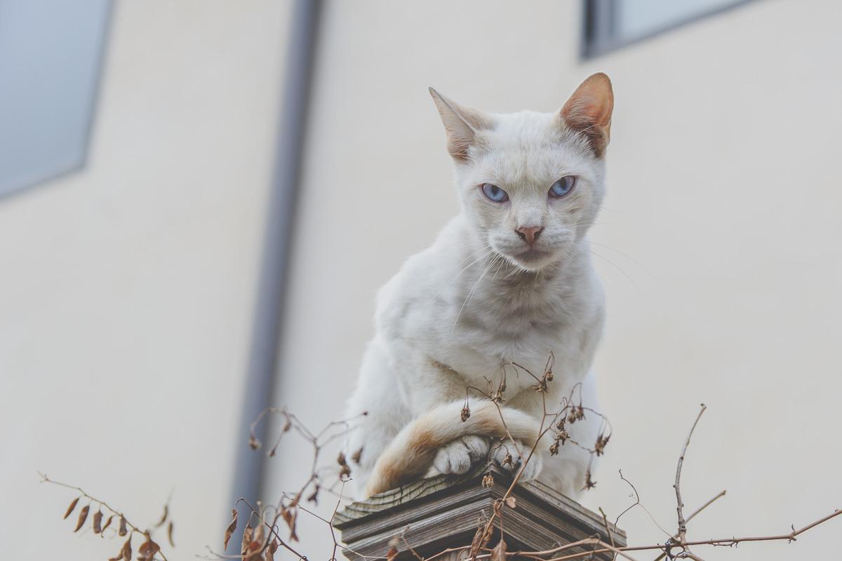 how your cat will look at you waiting for his cat camping tent