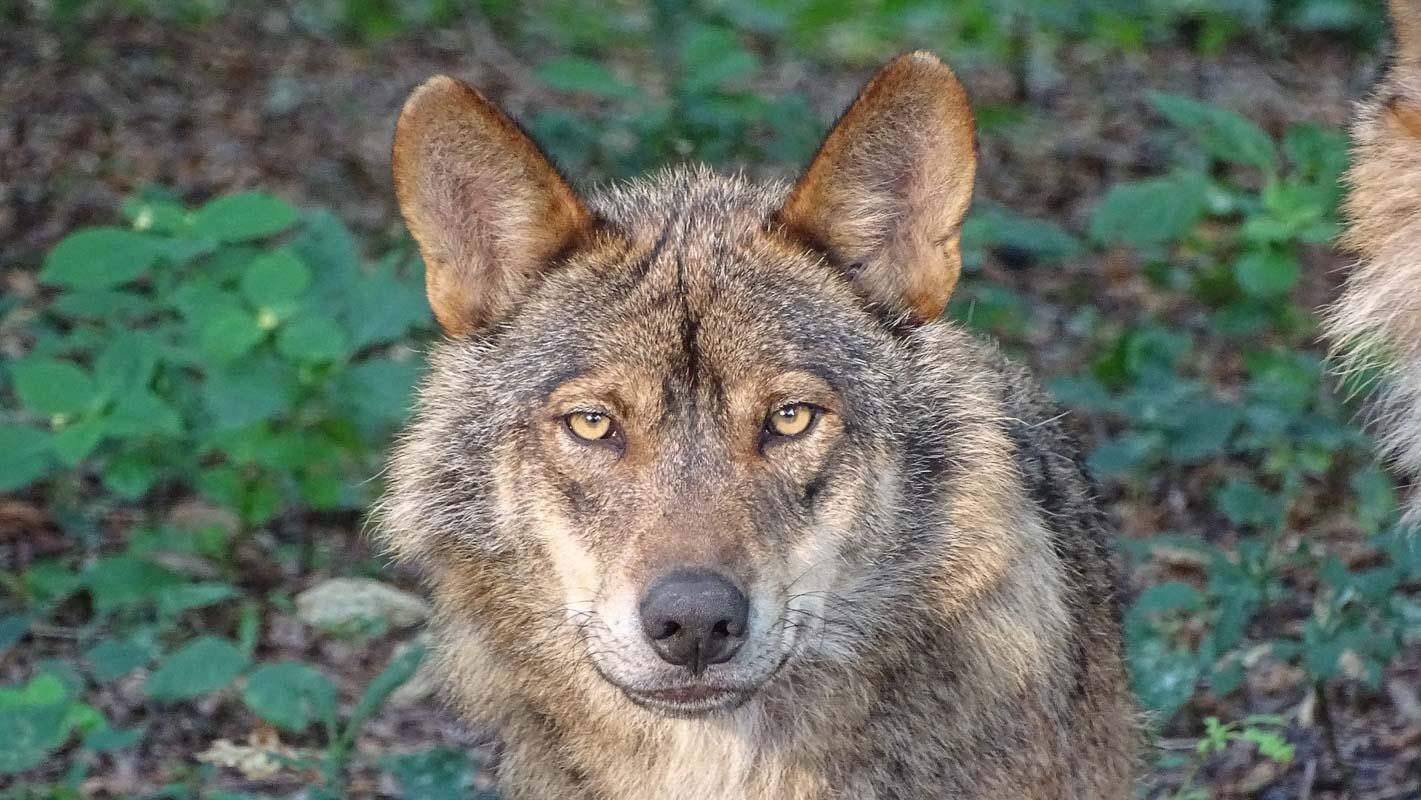 iberian wolf in the parque natural somiedo