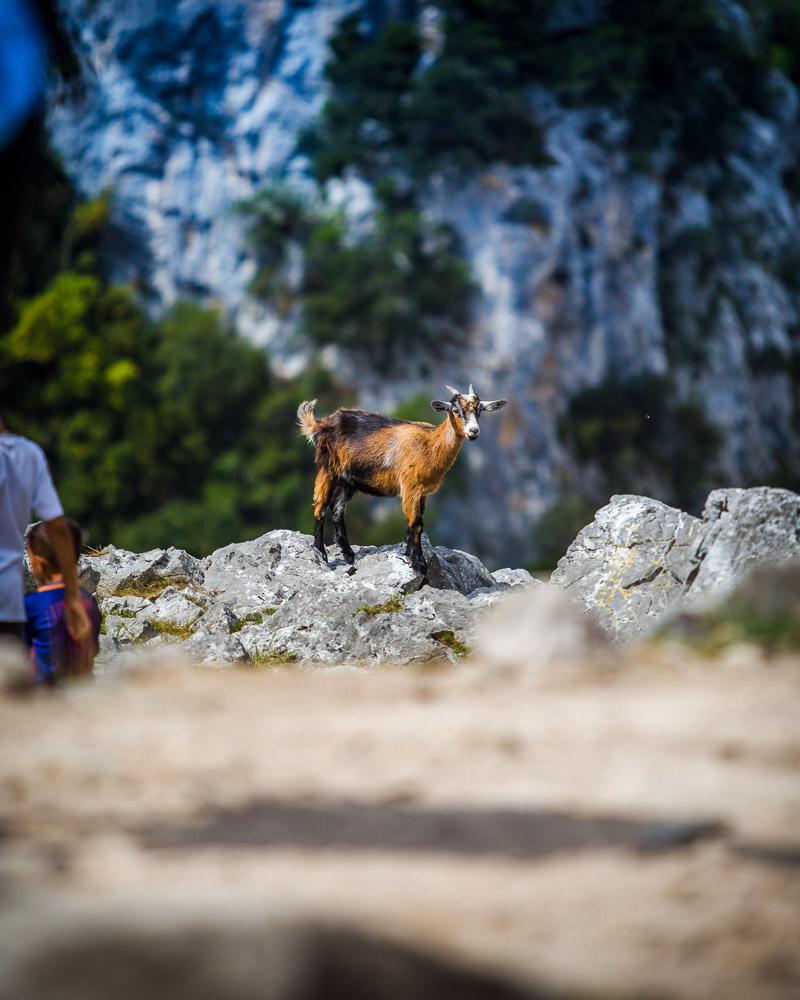baby goat next to tourists in garganta de cares