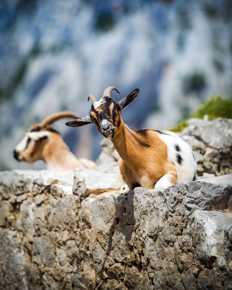 curious goat on the trail