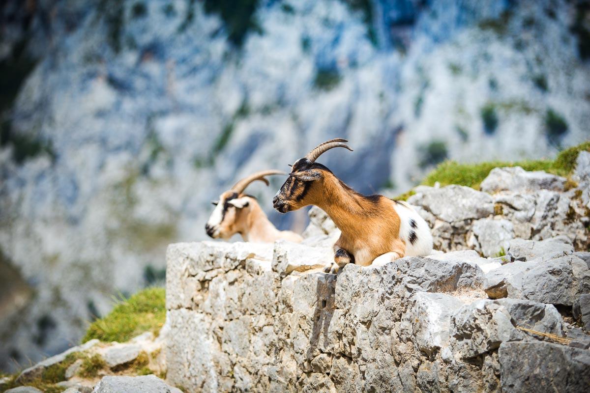 2 goats chilling under the sun