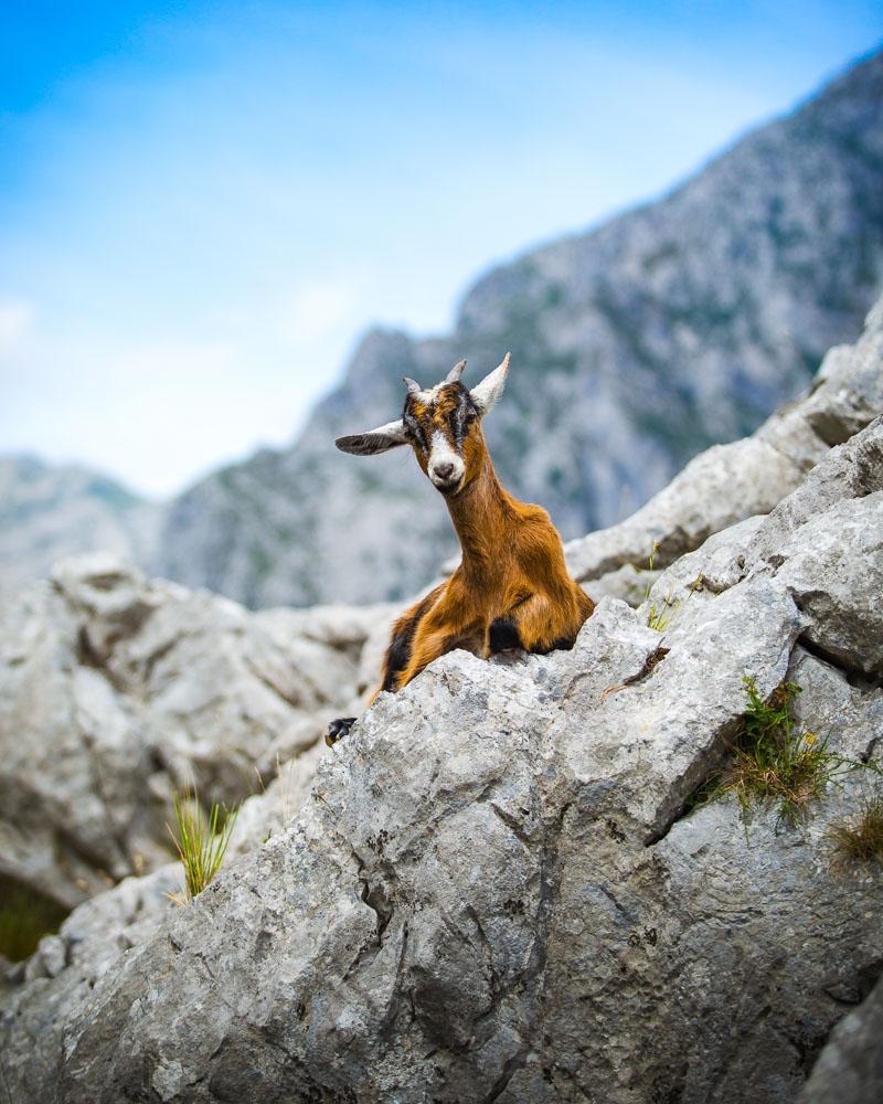 baby goat posing for the camera