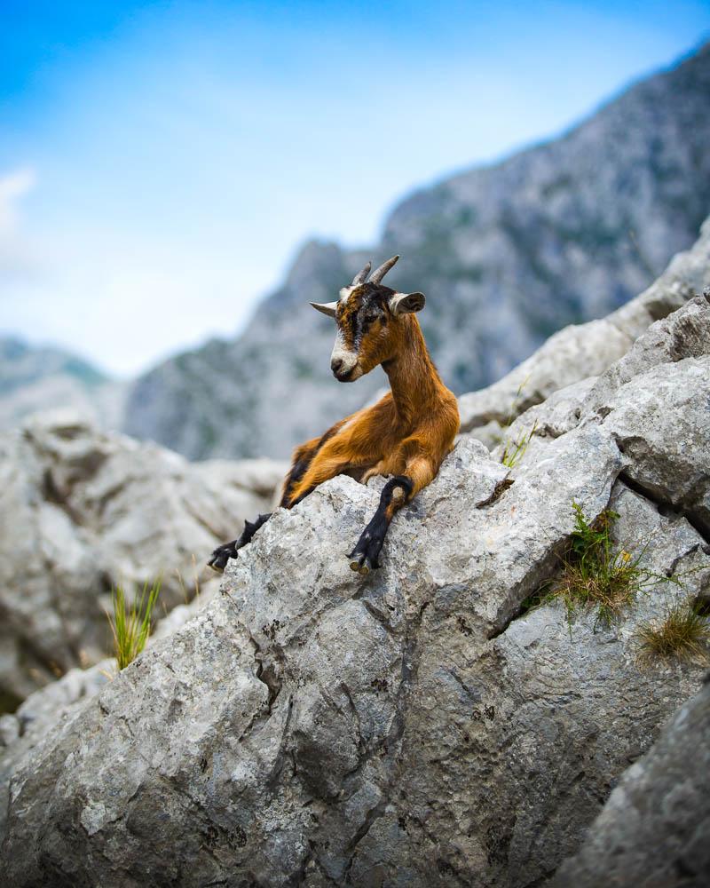 baby goat with the most comfortable pose