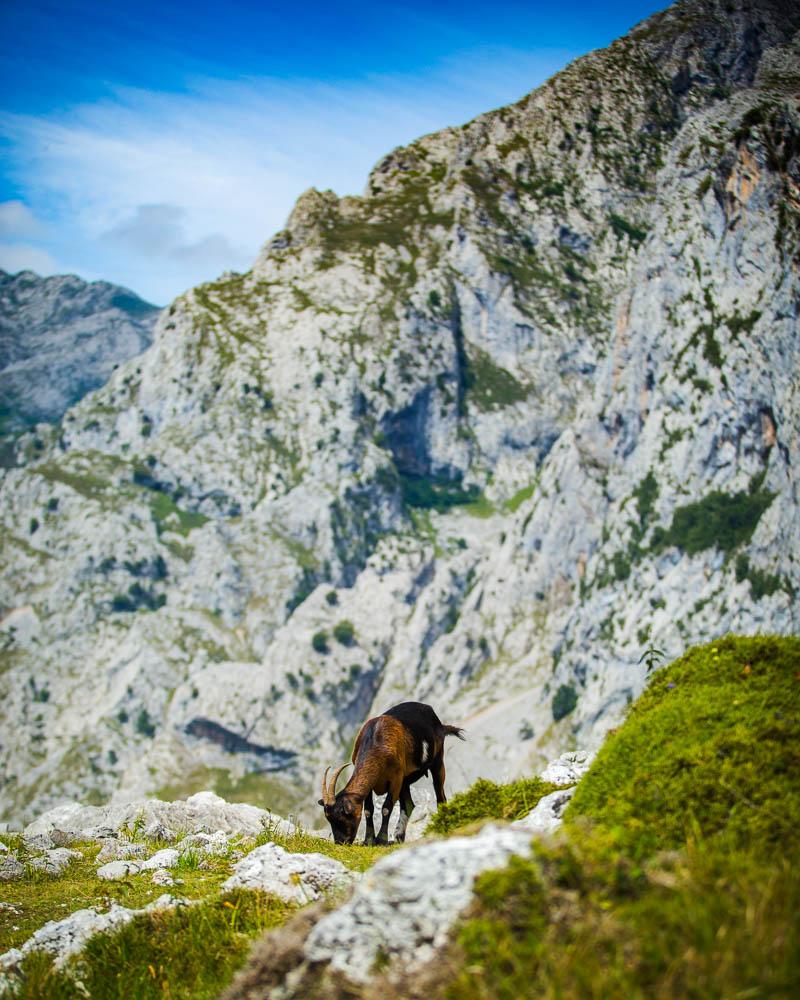 wild goat on the way to cain ruta del cares