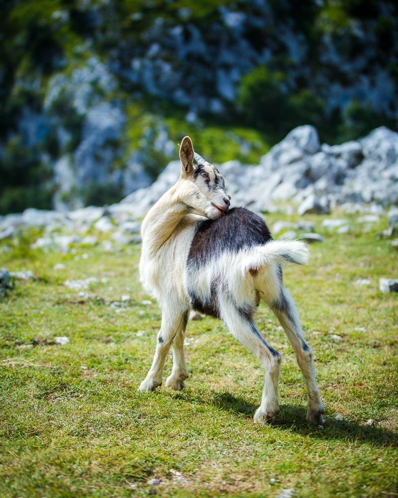 baby goat scratching an itch