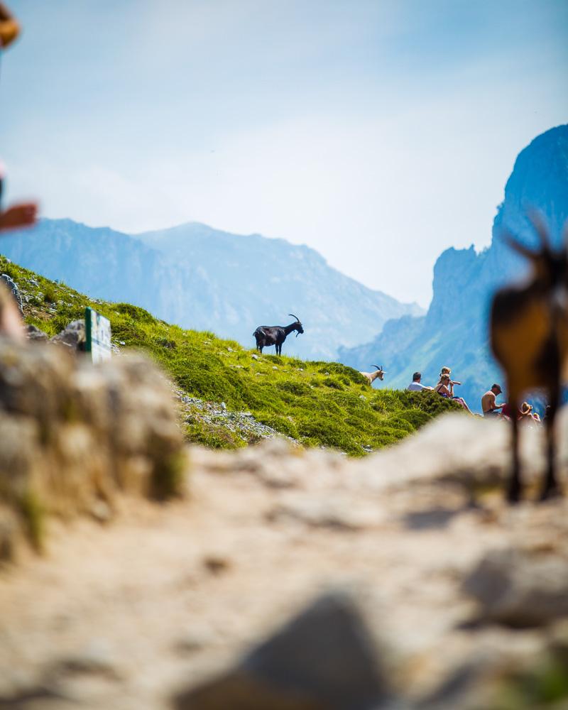 wild goats next to the crowds on the ruta del cares asturias