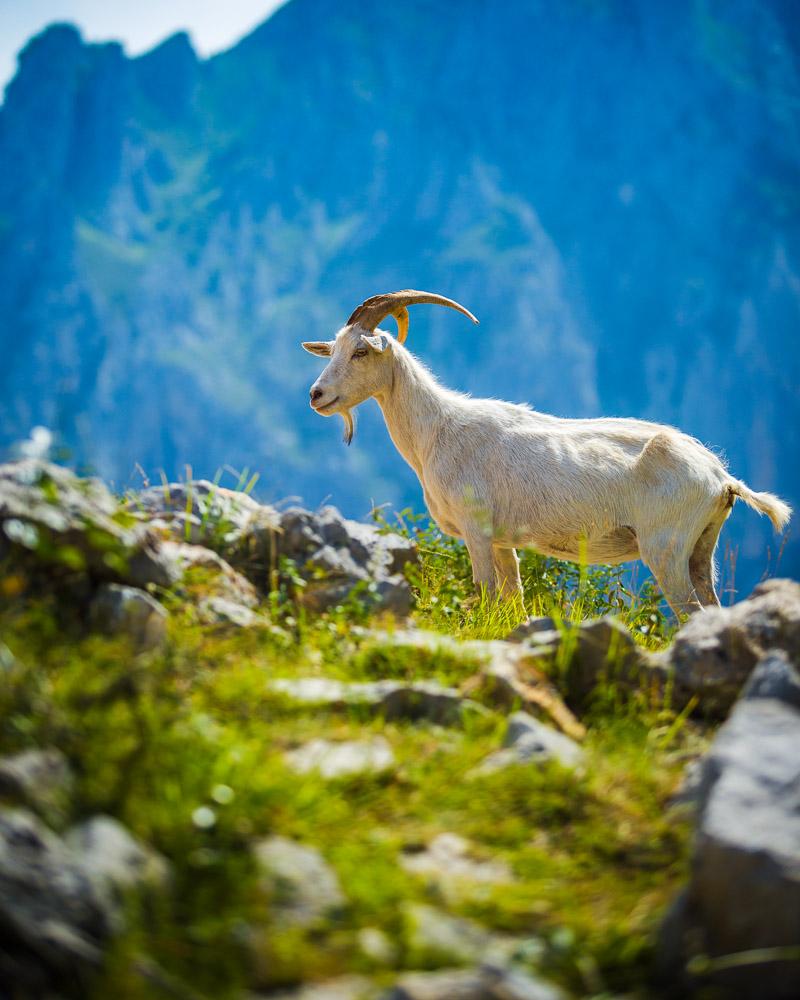 white mountain goat in asturias