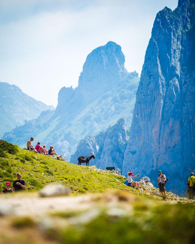 goat and people sharing the ruta del cares hike