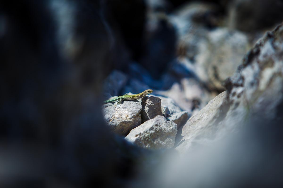 lizard on the rocks