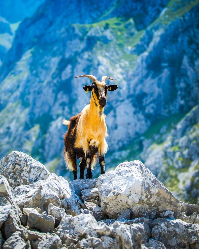 majestic mountain goat under the sun