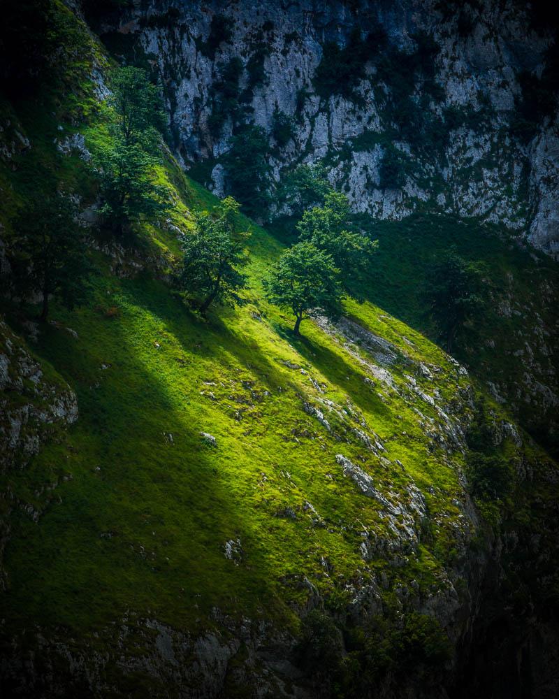 light falling on small trees on the side of the mountain