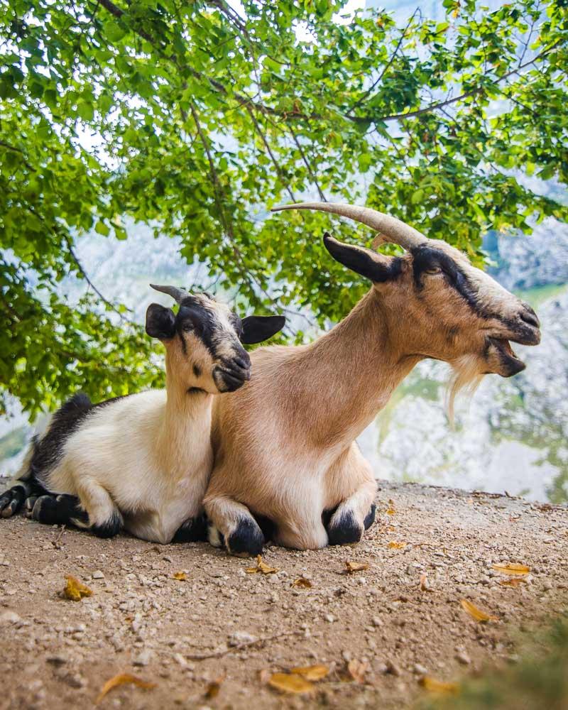 meeting the locals on the cares gorge walk