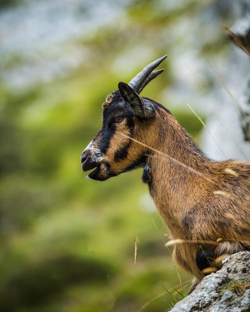 baby goat in the cares gorge spain